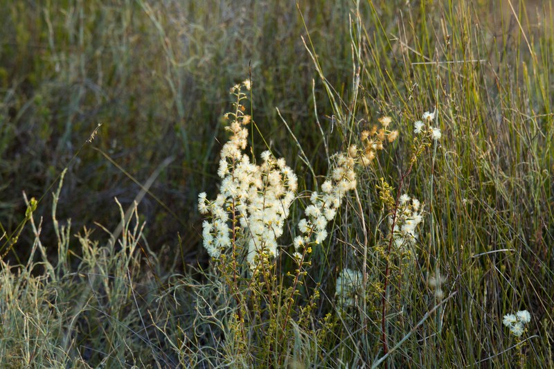 Acacia horridula photo 6