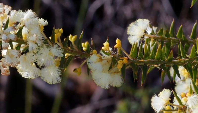 Acacia horridula photo 7