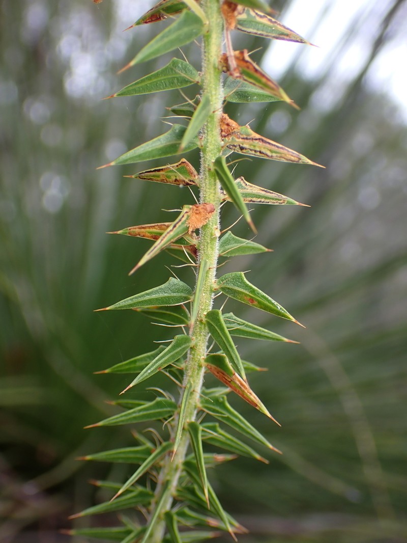 Acacia horridula photo 8