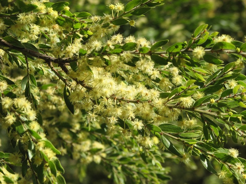 Sticky Wattle
