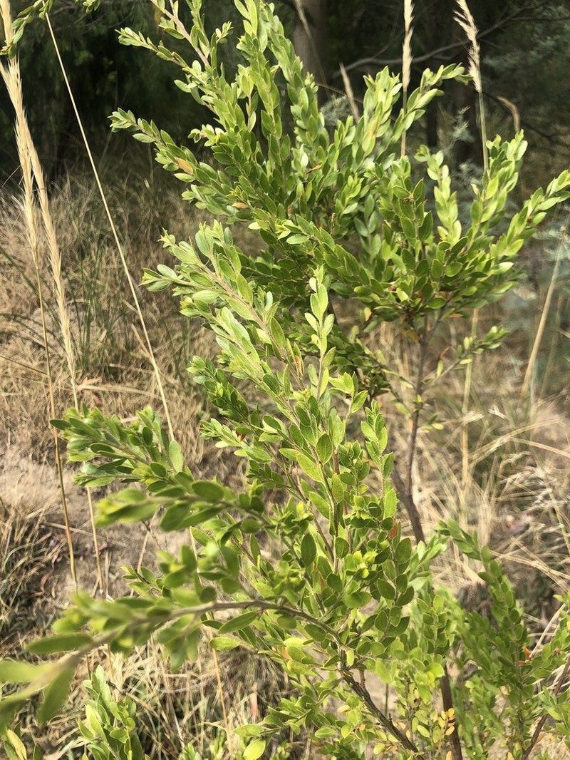 Sticky Wattle photo 2
