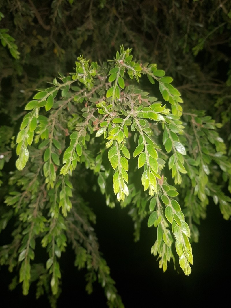 Sticky Wattle photo 3