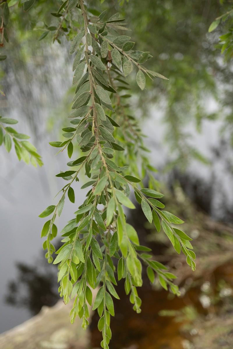 Sticky Wattle photo 4