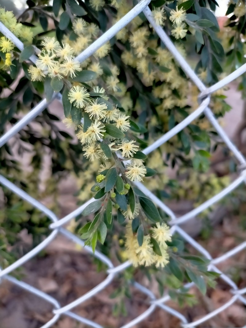 Sticky Wattle photo 5