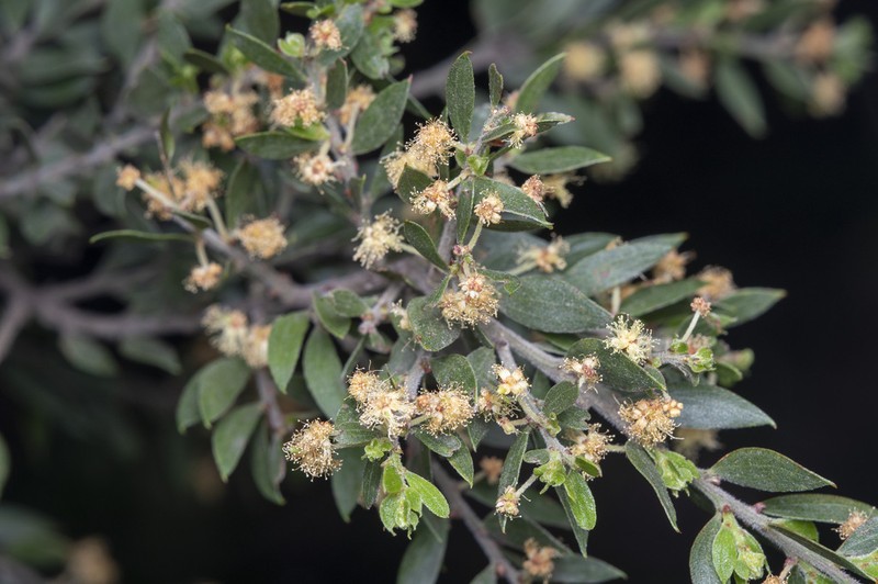 Sticky Wattle photo 6