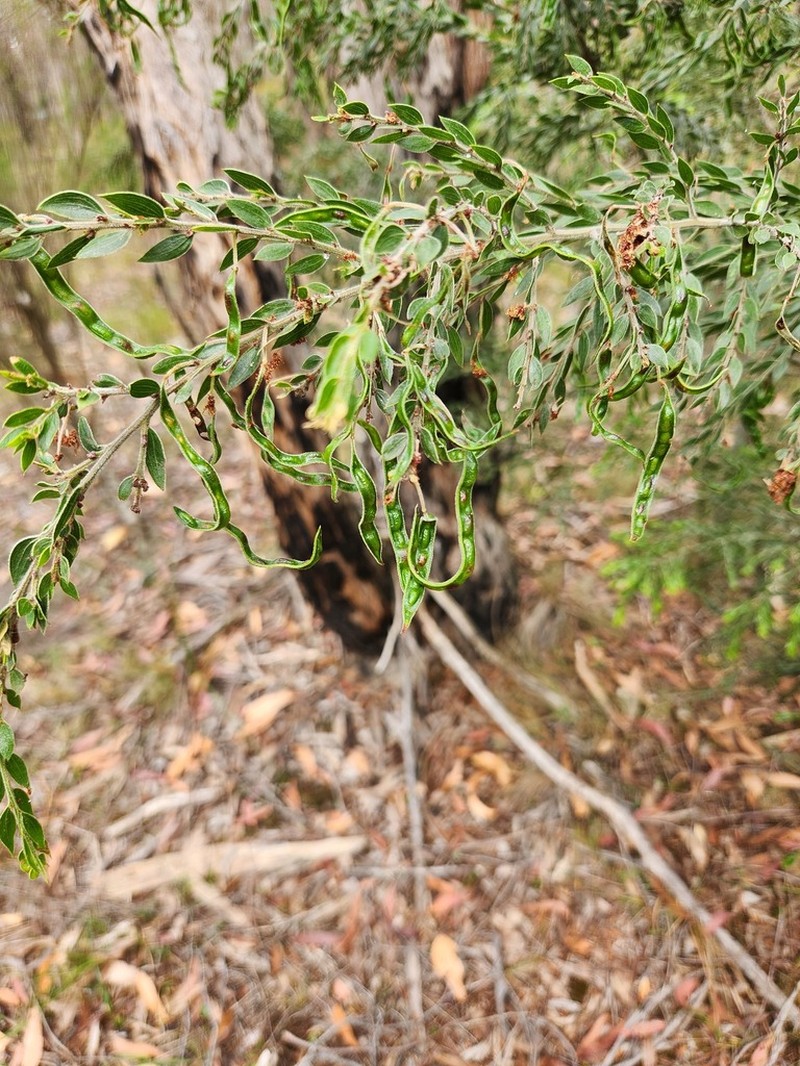 Sticky Wattle photo 7