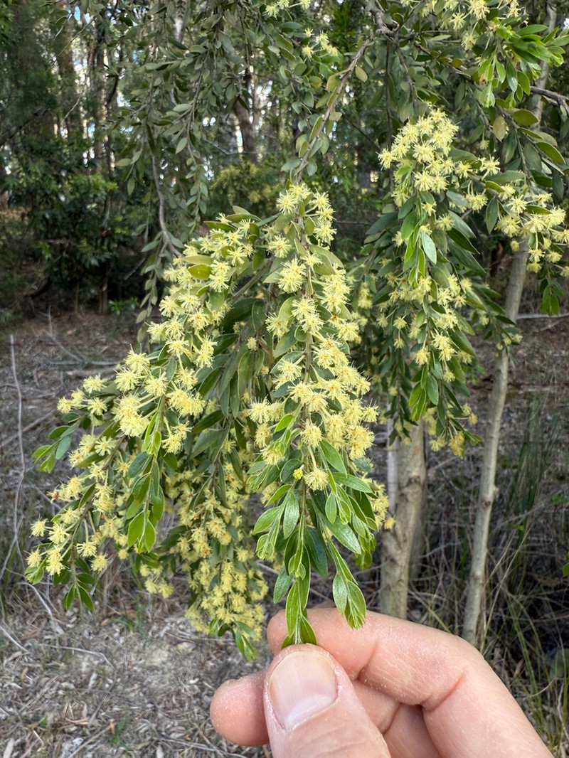 Sticky Wattle photo 8