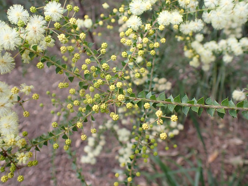 Acacia hubbardiana