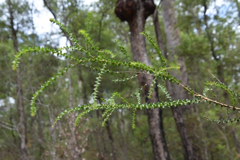 Acacia hubbardiana photo 2