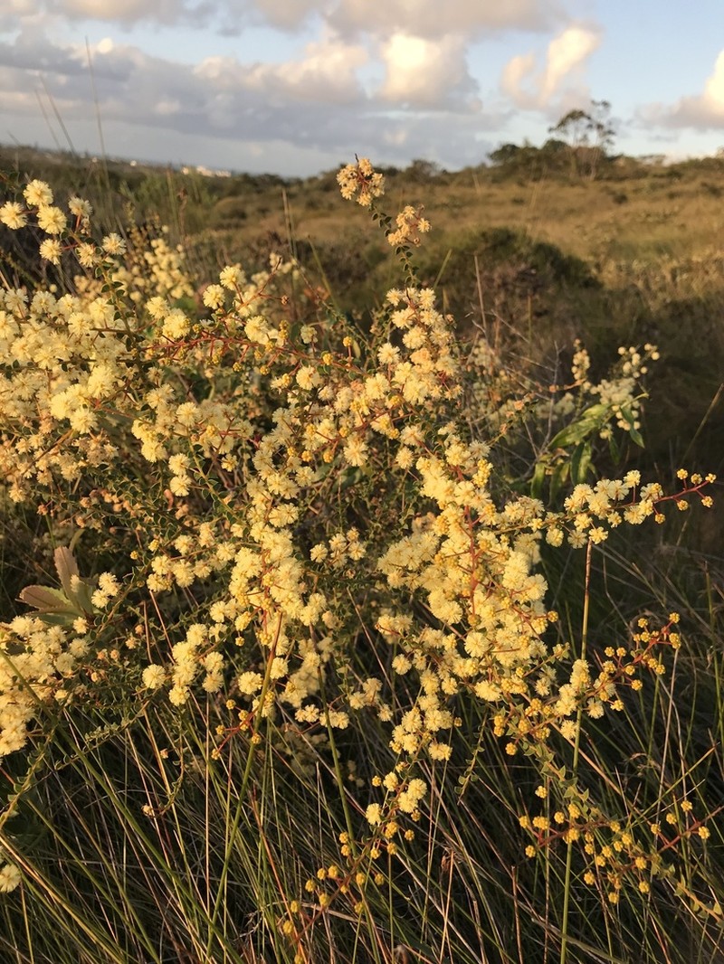 Acacia hubbardiana photo 3