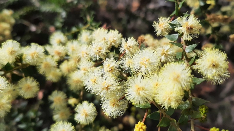 Acacia hubbardiana photo 5