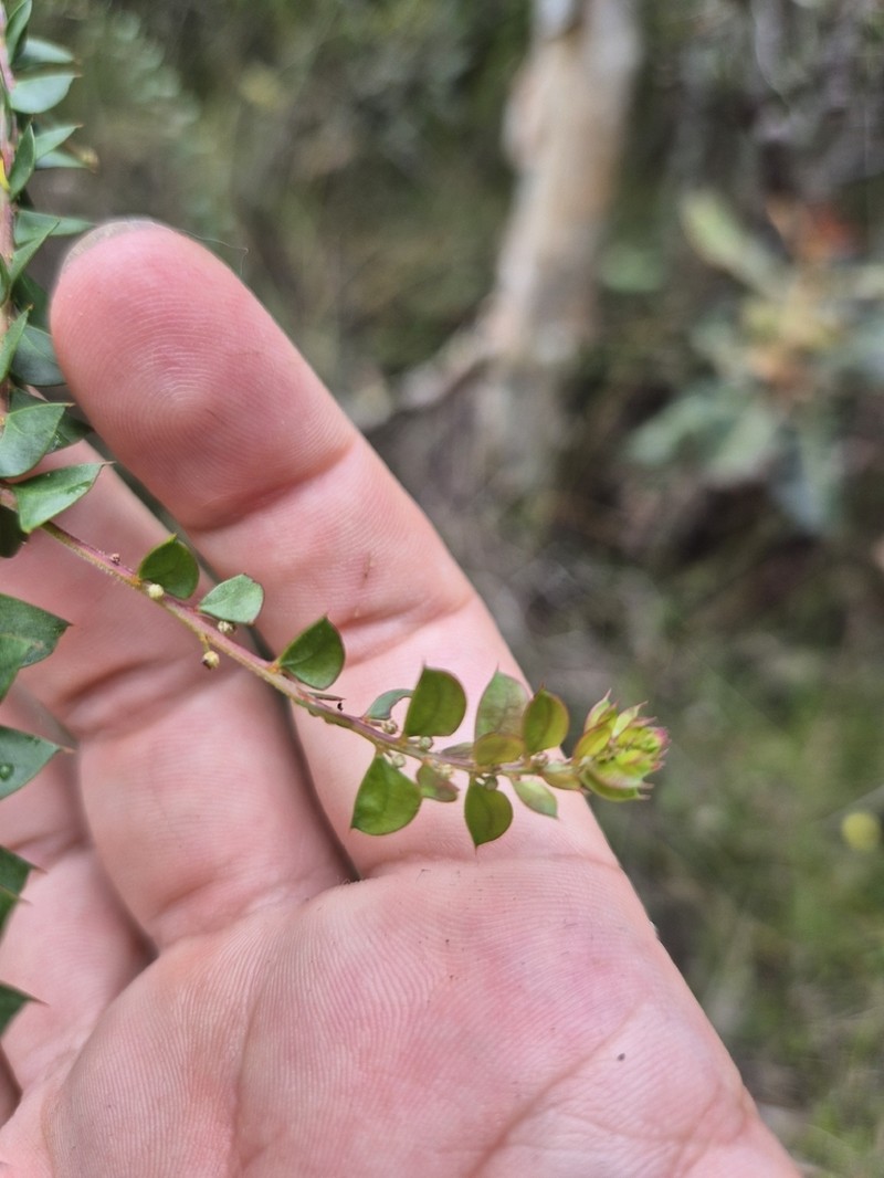 Acacia hubbardiana photo 6