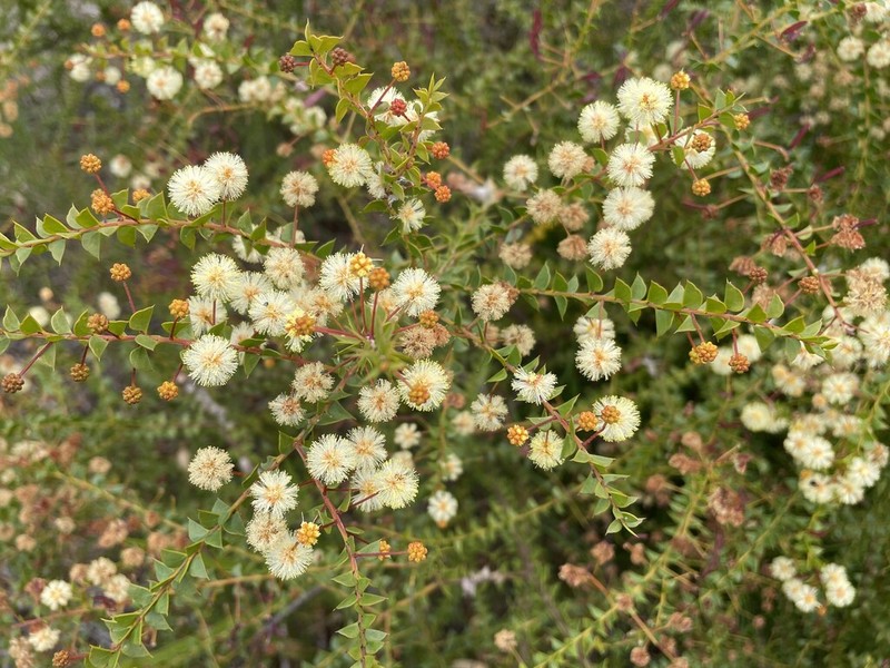 Acacia hubbardiana photo 7