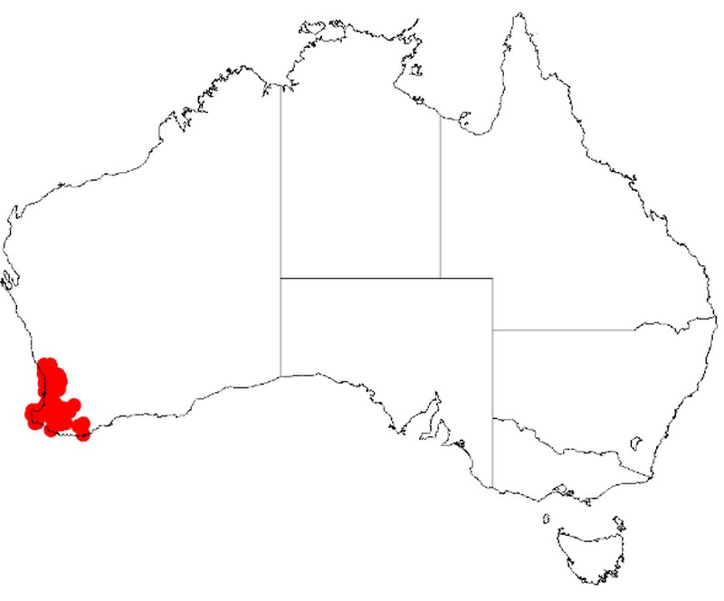 Acacia huegelii
