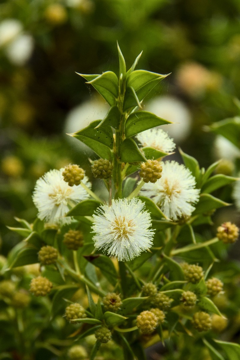 Acacia huegelii photo 2