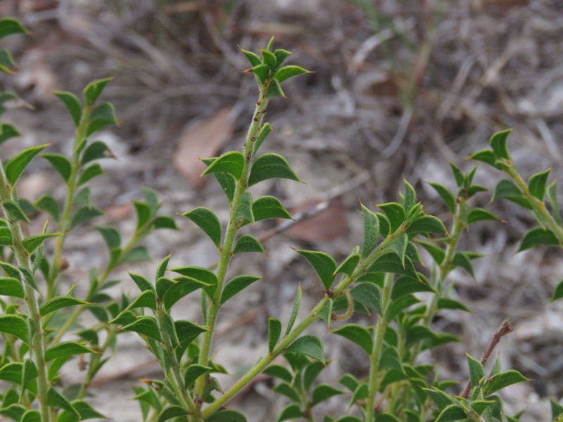 Acacia huegelii photo 3
