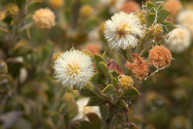 Acacia huegelii photo 4