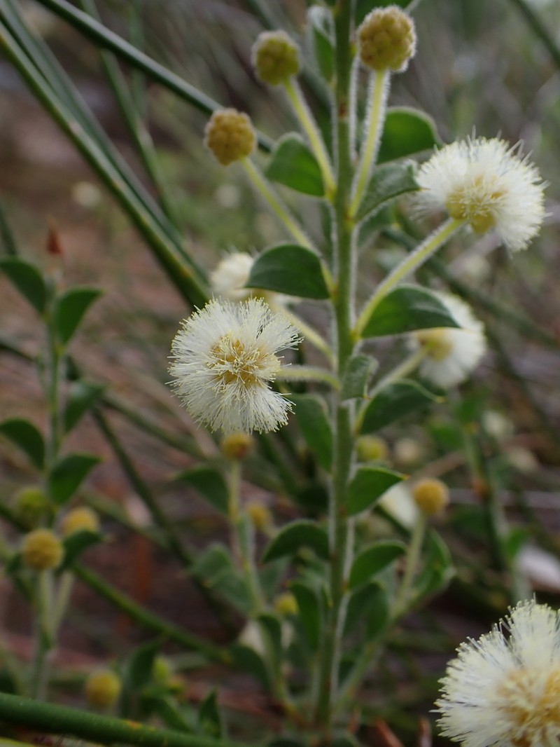 Acacia huegelii photo 5