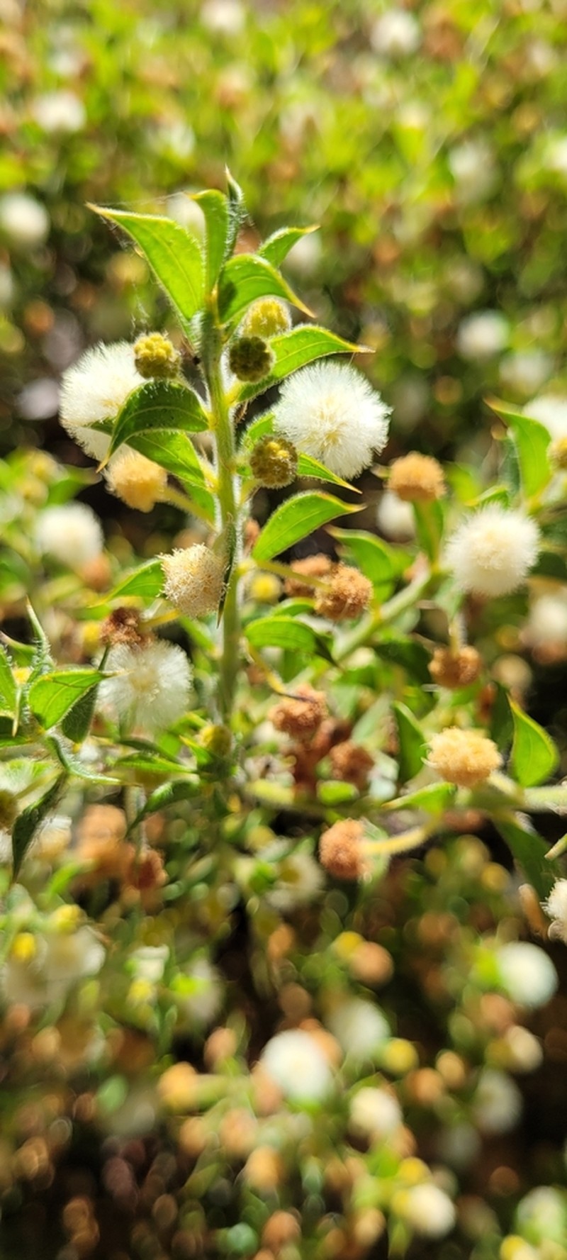 Acacia huegelii photo 7