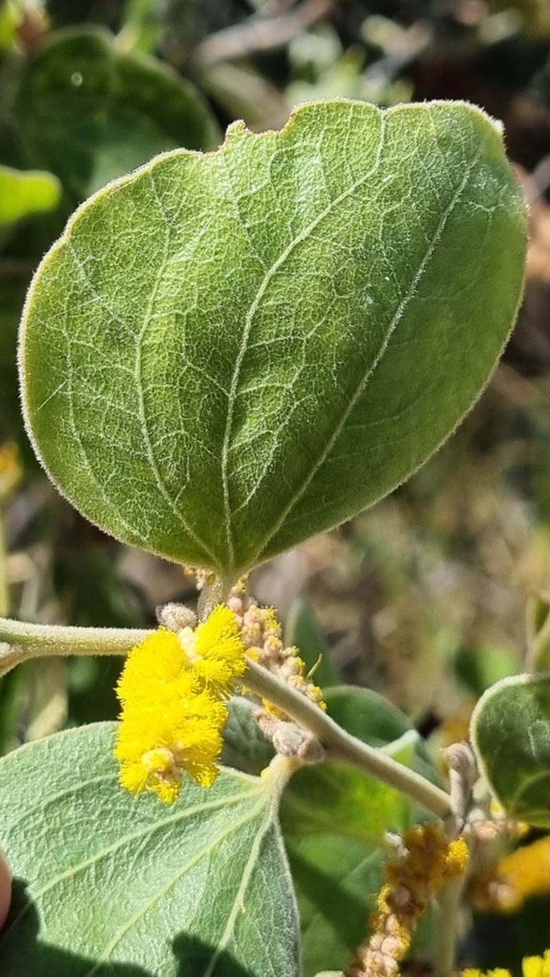 Acacia humifusa photo 2