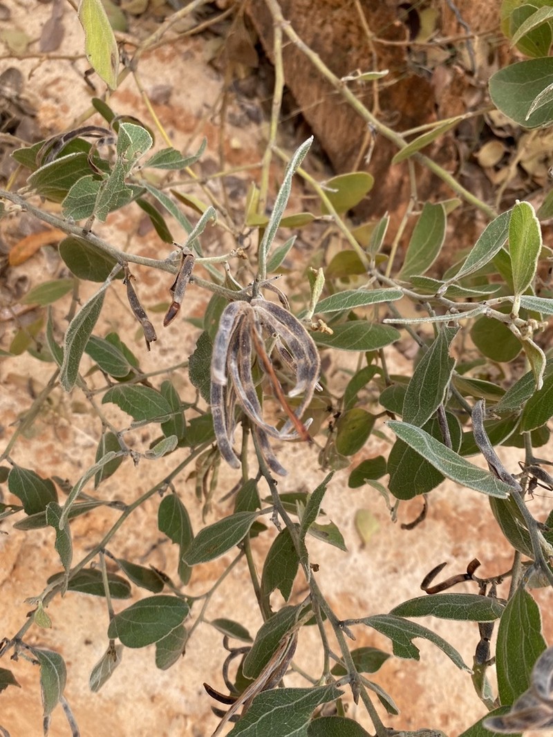 Acacia humifusa photo 3