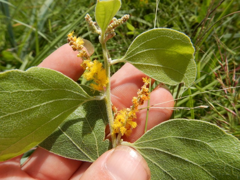 Acacia humifusa photo 4