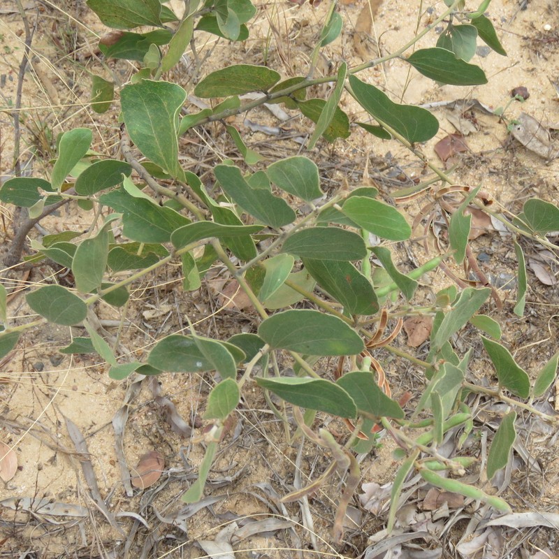 Acacia humifusa photo 5