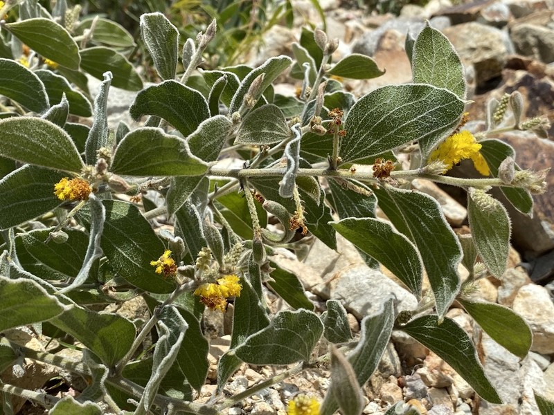 Acacia humifusa photo 7