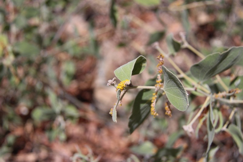 Acacia humifusa photo 8