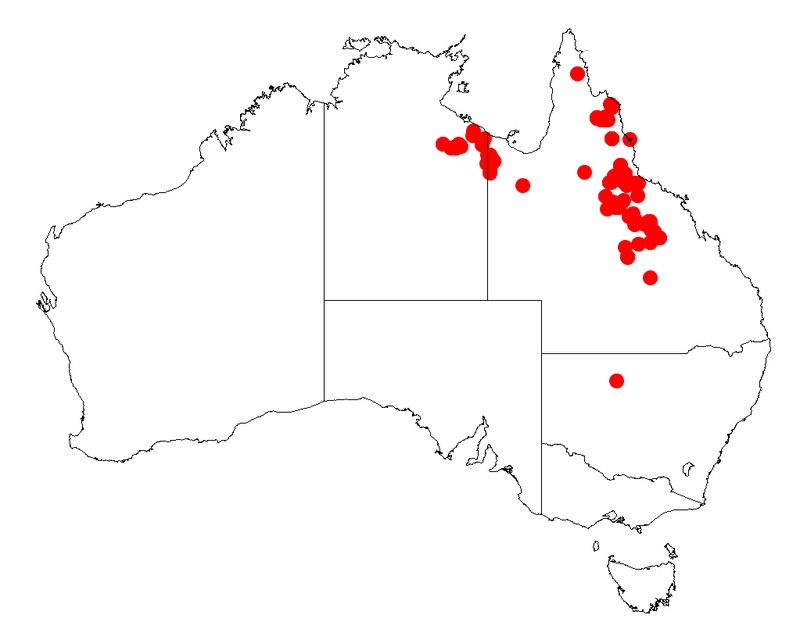 Acacia hyaloneura
