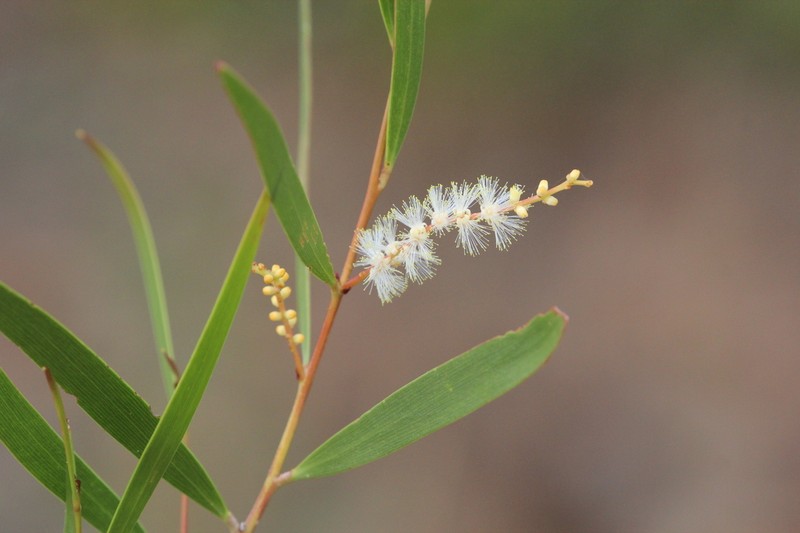 Acacia hyaloneura photo 3