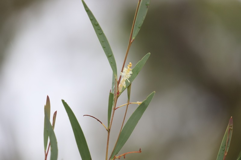 Acacia hyaloneura photo 4