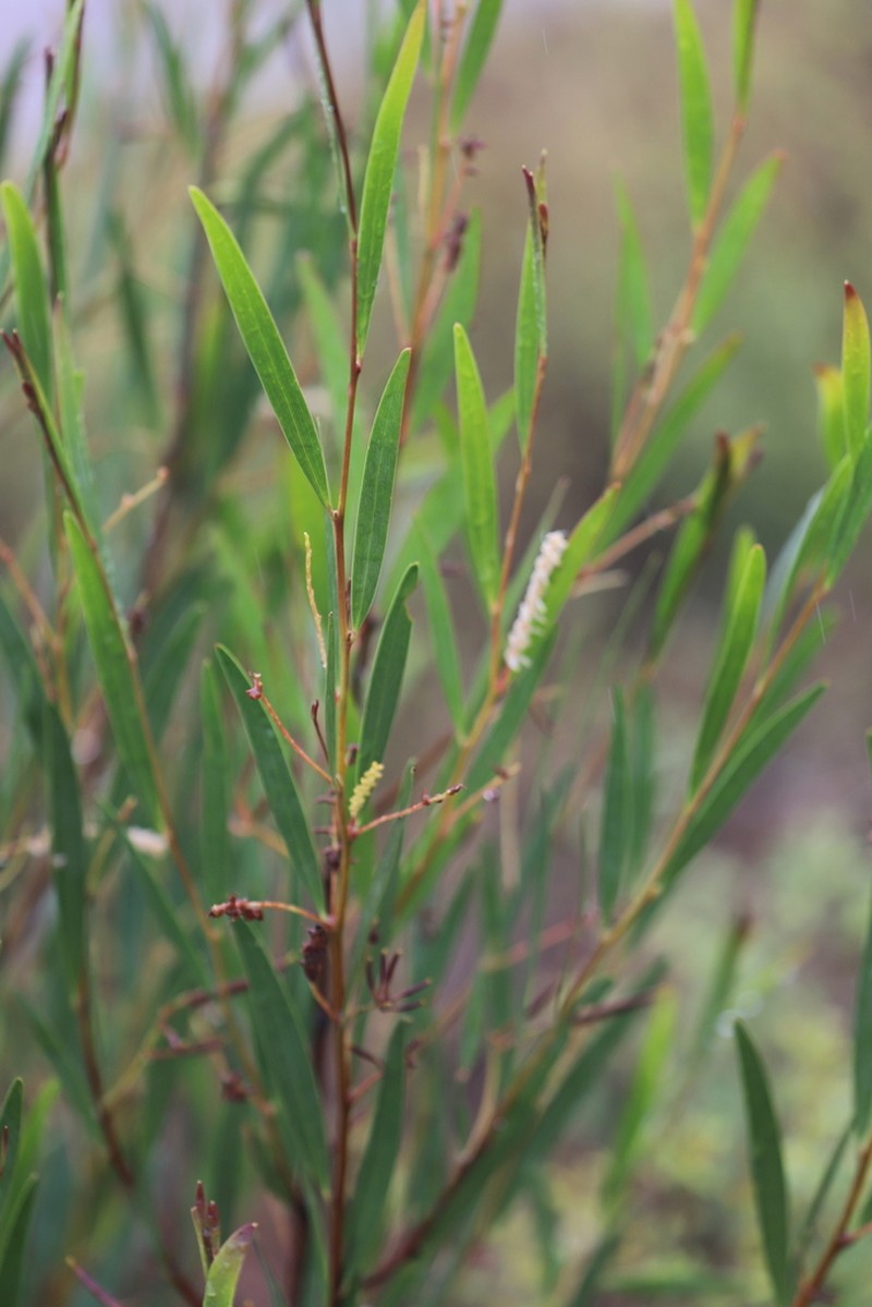 Acacia hyaloneura photo 5