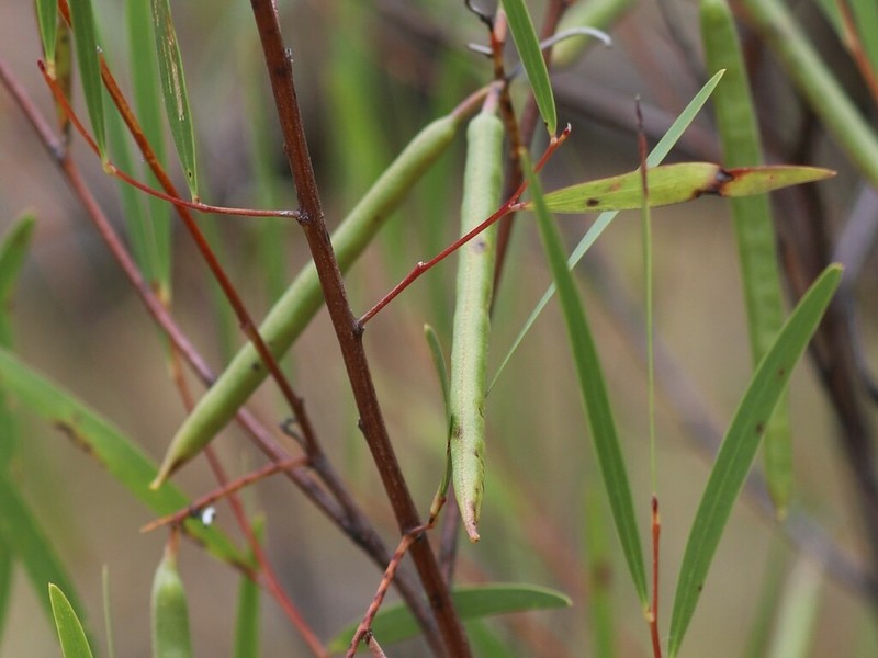 Acacia hyaloneura photo 6