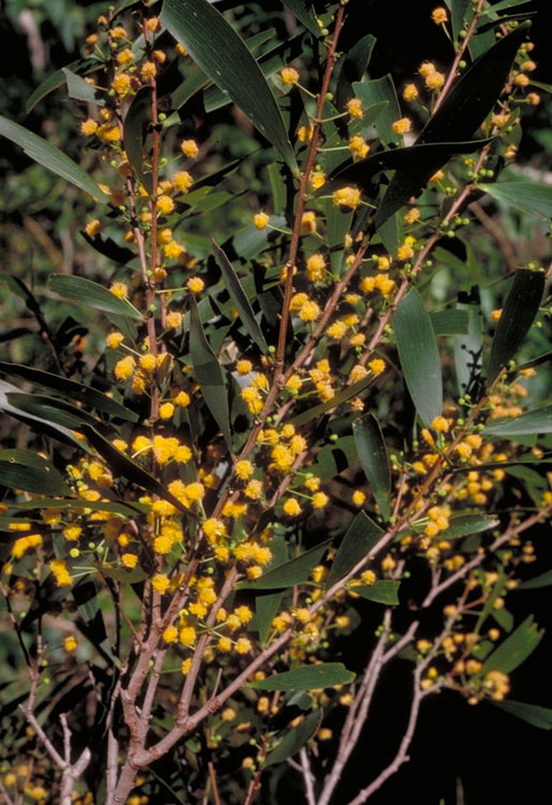 Acacia hylonoma