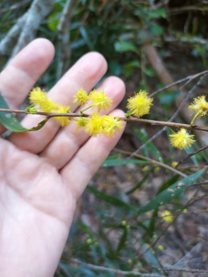 Acacia hylonoma photo 2