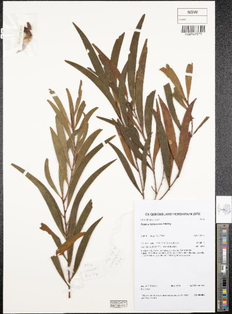 Acacia hylonoma photo 3