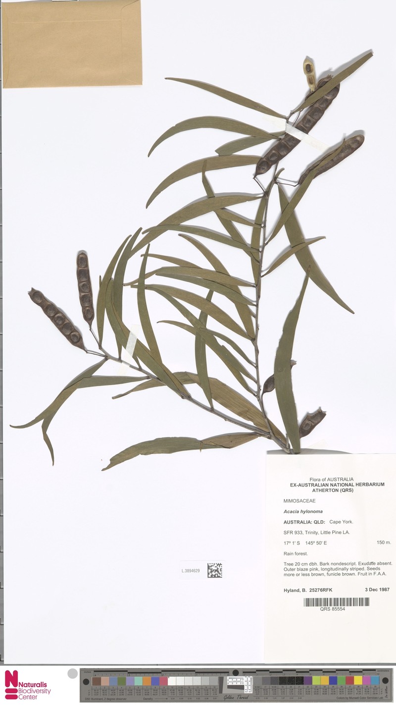 Acacia hylonoma photo 4