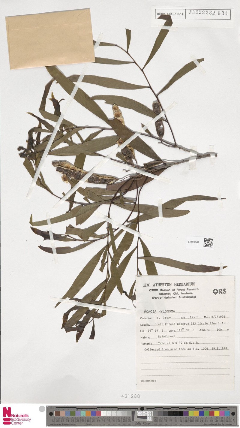 Acacia hylonoma photo 5