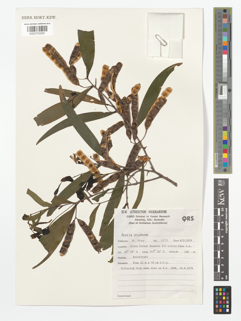 Acacia hylonoma photo 6