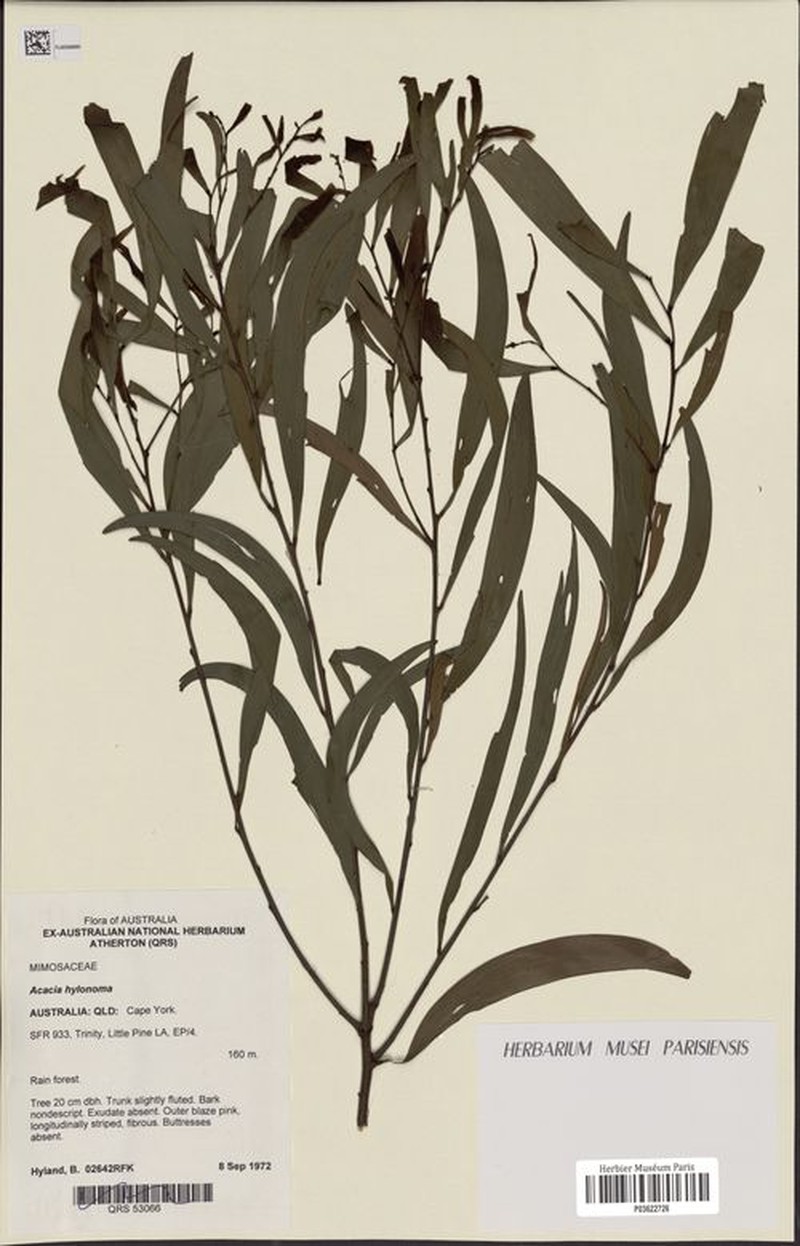 Acacia hylonoma