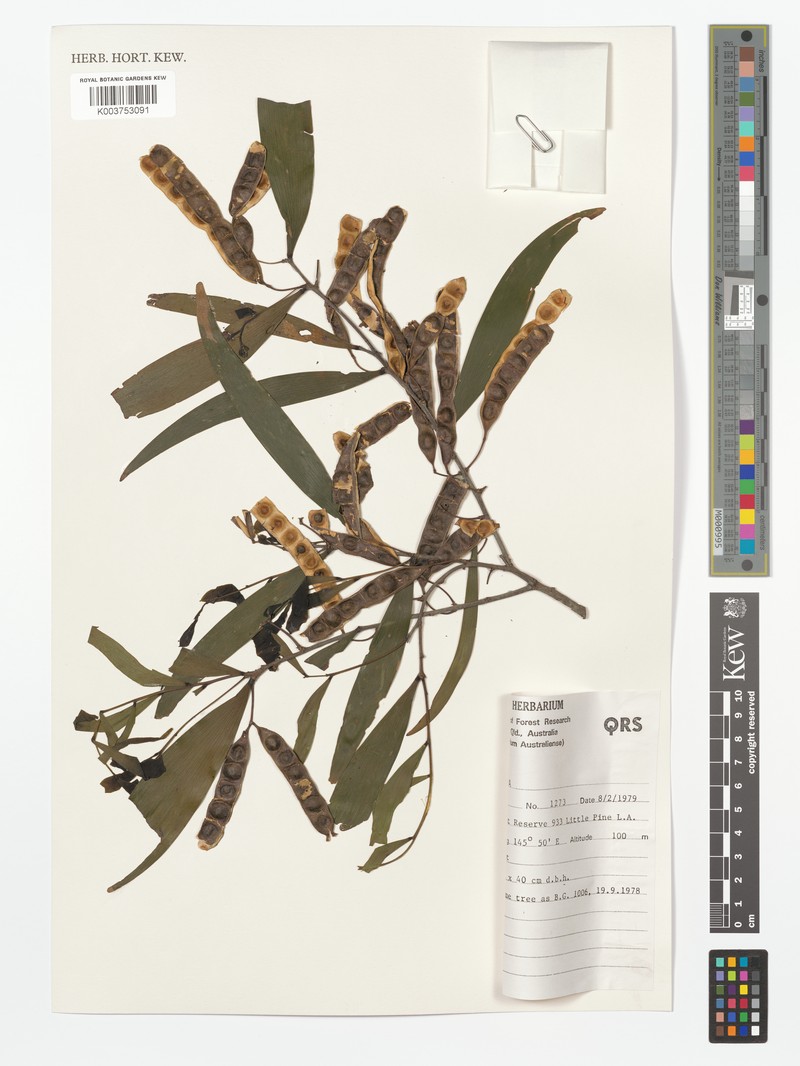 Acacia hylonoma photo 2