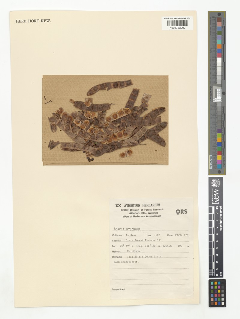 Acacia hylonoma photo 3