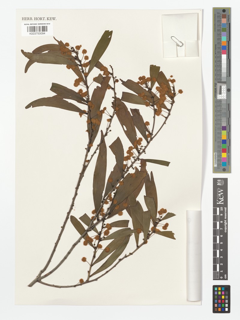 Acacia hylonoma photo 4