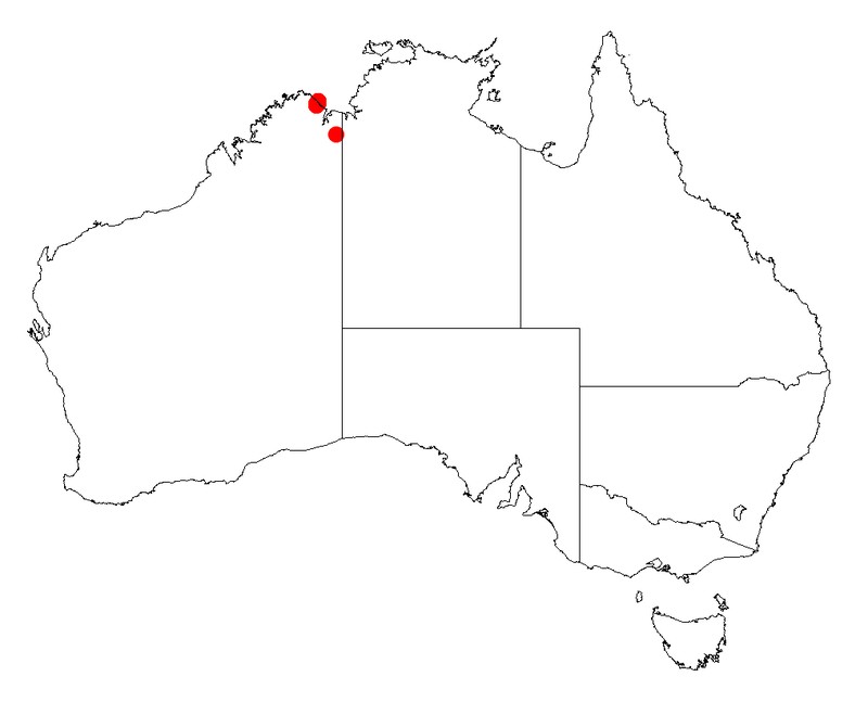 Acacia hypermeces
