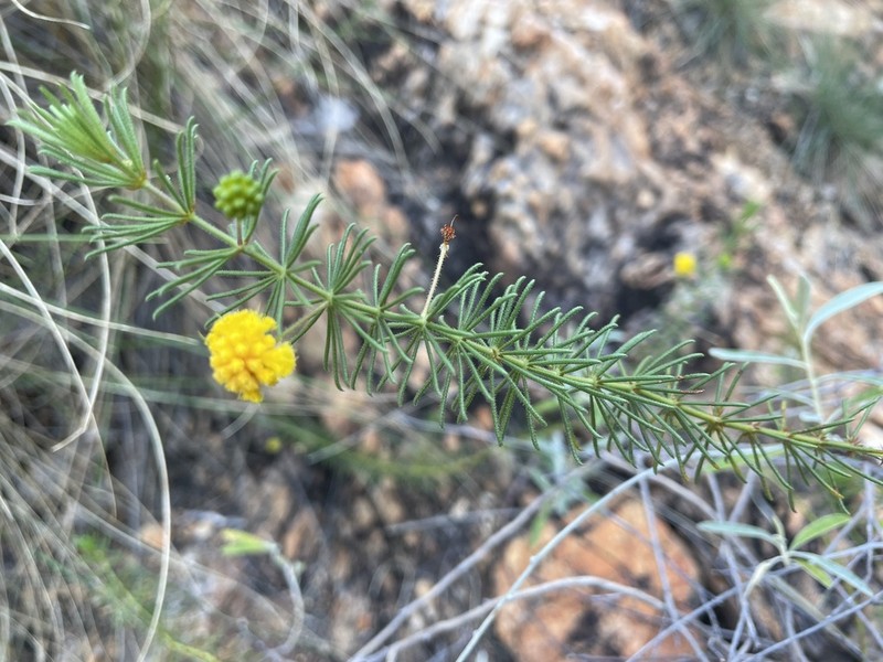 Acacia hypermeces photo 2