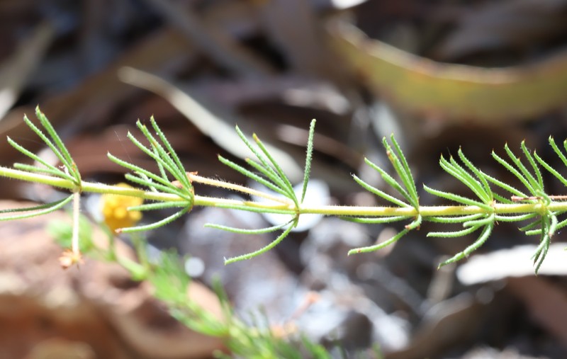 Acacia hypermeces photo 5