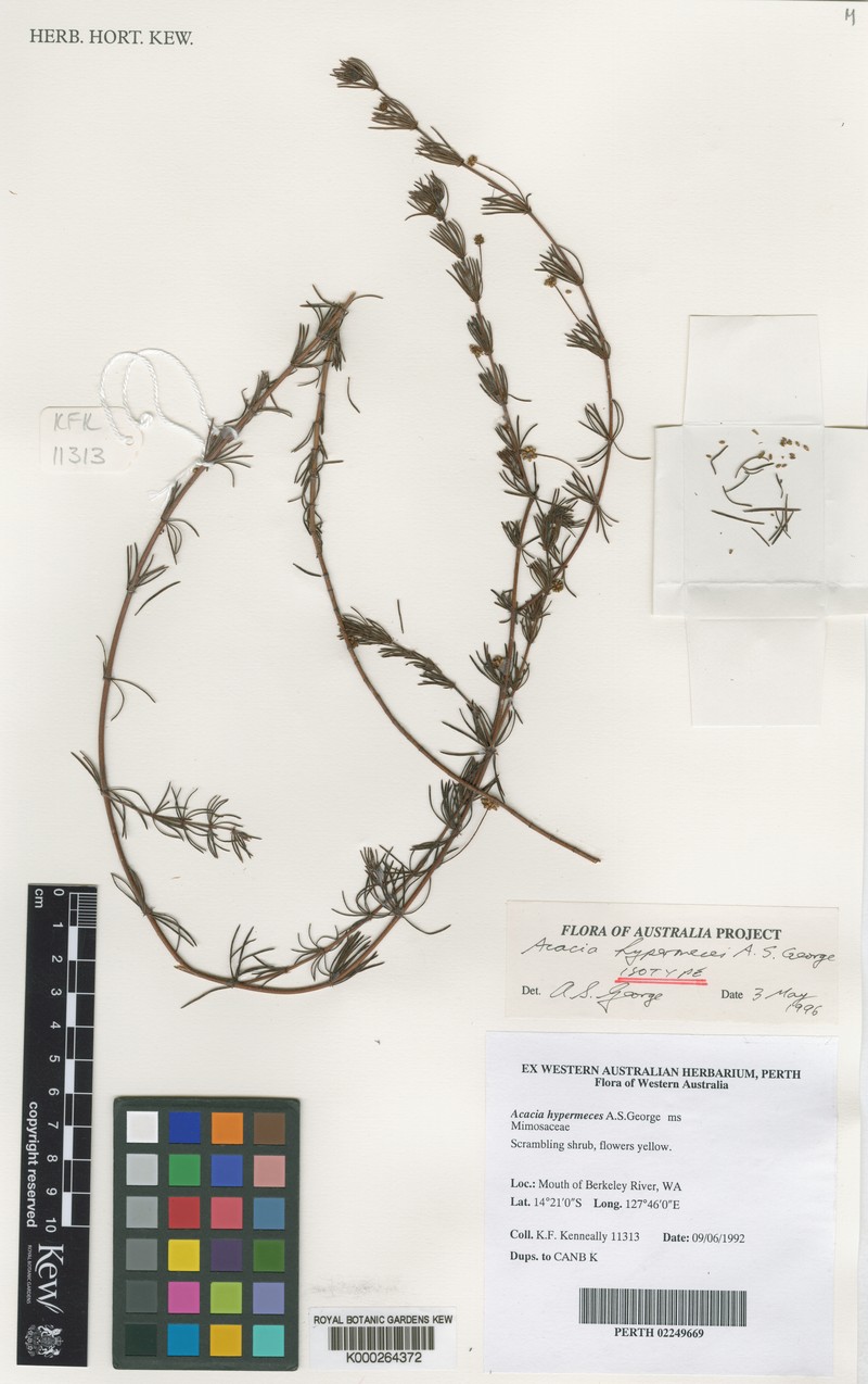 Acacia hypermeces photo 6