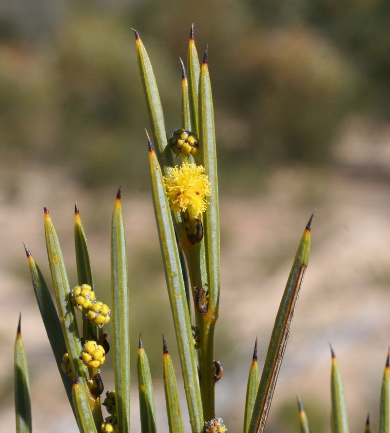 Acacia hystrix photo 3