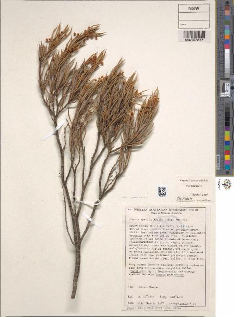 Acacia hystrix photo 4